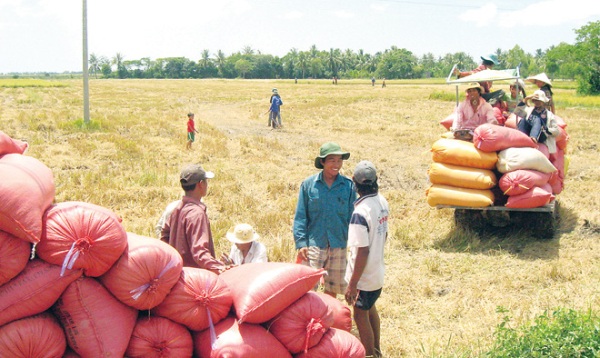 Thái Lan xả gạo, thị trường của Việt Nam có thể bị xáo trộn