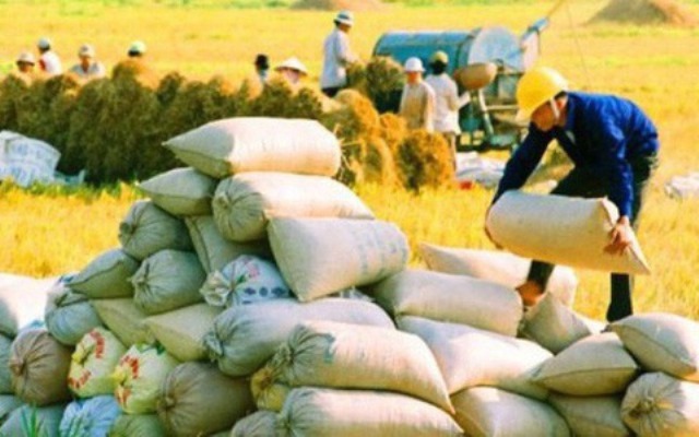 Việc xuất khẩu gạo cần phải xem xét kỹ lưỡng, thận trọng