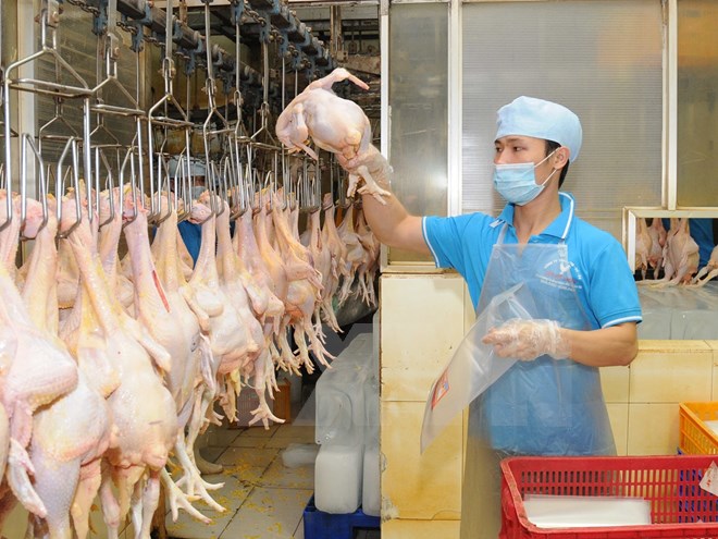 Thịt gà chế biến Việt Nam có cơ hội xuất khẩu sang EU