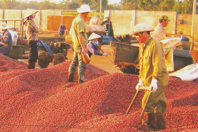 Xuất khẩu cà phê tăng kỷ lục về lượng