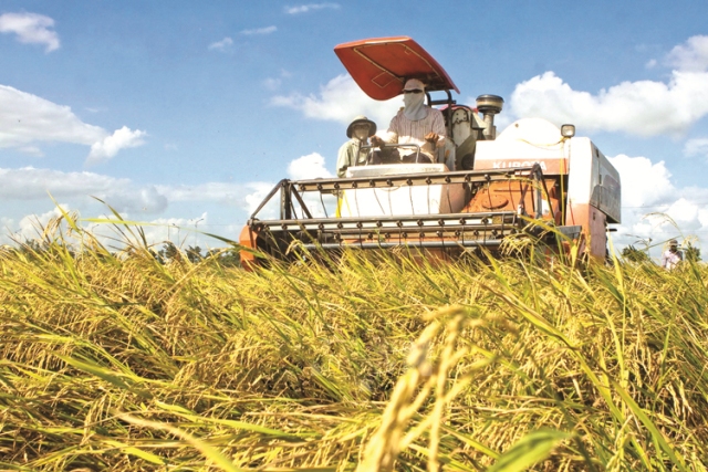 Thúc đẩy xuất khẩu gạo: Giải pháp cấp bách