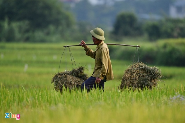 Việt Nam xuất khẩu hơn 6 triệu tấn gạo trong năm 2020