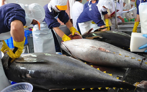 Trung Quốc “qua mặt” Nhật Bản về nhập khẩu cá ngừ Việt Nam