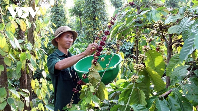 Xuất khẩu cà phê đạt 1,3 tỷ USD, giảm về lượng nhưng giá tăng