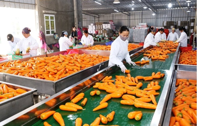 Xuất khẩu rau quả ghi dấu ấn tại nhiều thị trường