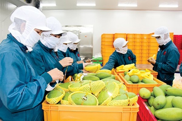 Xuất khẩu rau quả bớt phụ thuộc thị trường Trung Quốc
