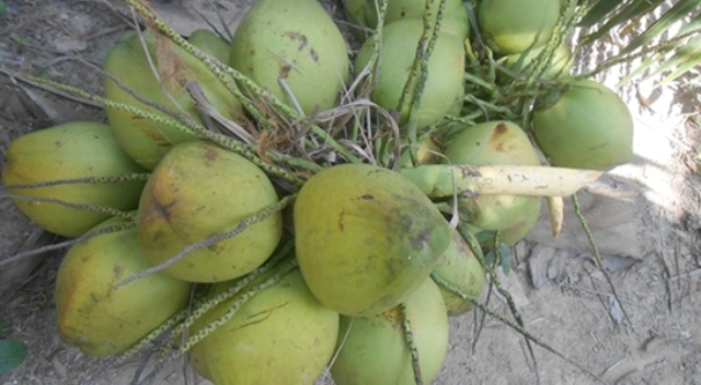 Dừa tươi 20.000 đồng một trái vẫn đắt như ‘tôm tươi’