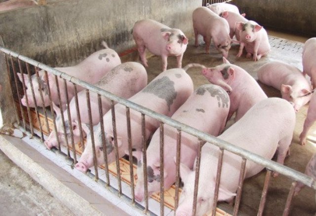 Giá thịt lợn lên 45 ngàn/kg: Tăng cao nữa là có vấn đề