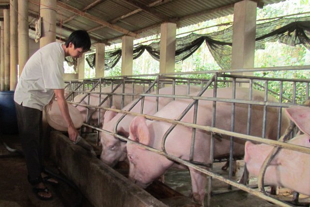 Giá thịt lợn: Đang đỉnh cao nhất thế giới, chỉ một cuộc họp lập tức tụt giảm