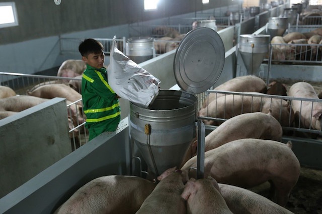 Bộ NN&PTNT: Tết Tân Sửu sẽ không phải dùng thịt lợn giá cao