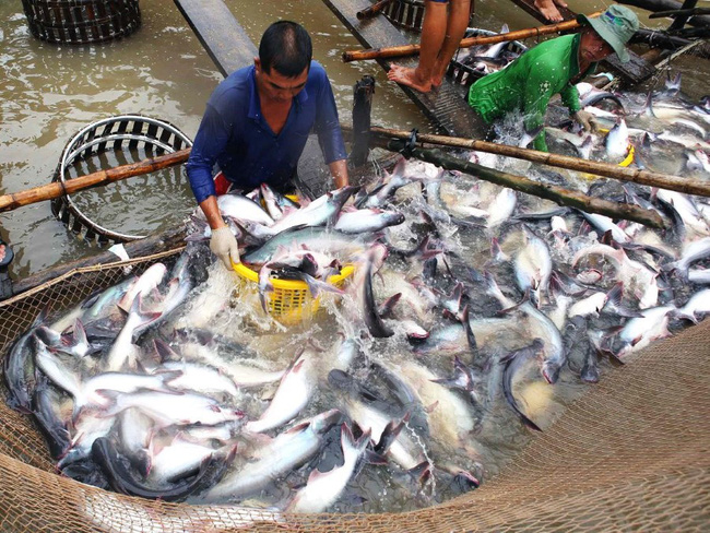 Dự báo giá cá tra tăng mạnh trong tháng cuối năm.