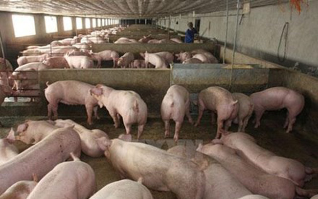 Nhu cầu tiêu thụ chậm, giá thịt lợn hơi tiếp tục giảm mạnh