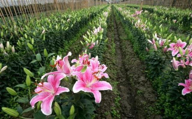 Giá hoa dịp tết sẽ tăng cao nhưng nông dân “méo mặt”
