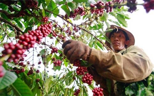 Giá cà phê tăng, hồ tiêu đạt ngưỡng 54.000 đồng/kg