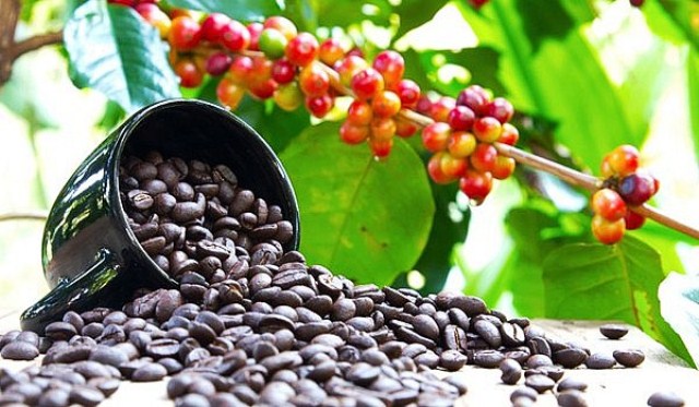 Thị trường hàng hoá hôm nay 2/6: Cà phê Arabica nối dài đà tăng