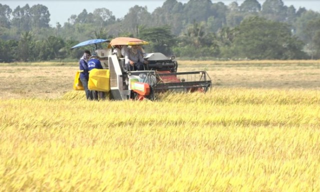Giá lúa gạo hôm nay 6/5: Lúa tăng 100 đồng/kg, gạo tăng 50 đồng/kg