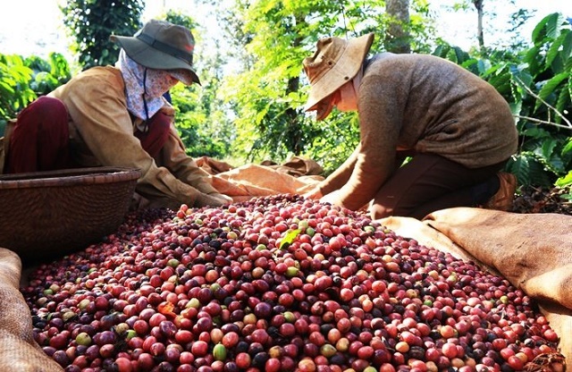 Hạt cà phê Việt và "kiếp" được mùa mất giá
