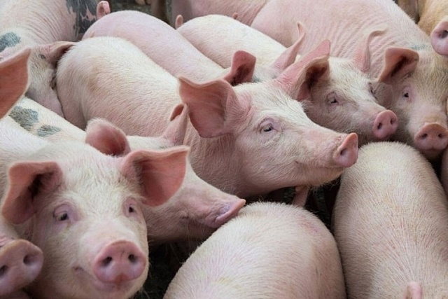 Giá lợn hơi hôm nay 30/9: Điều chỉnh giảm từ 1.000 - 3.000 đồng/kg
