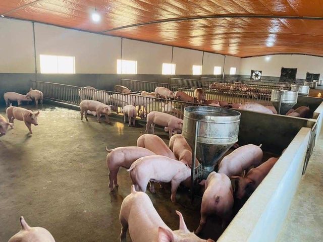 Giá thịt lợn hơi nội địa tiếp tục đà giảm