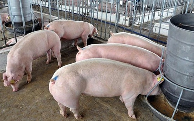 Giá lợn hơi hôm nay 20/11: Giảm nhẹ tại khu vực miền Trung - Tây Nguyên và miền Nam