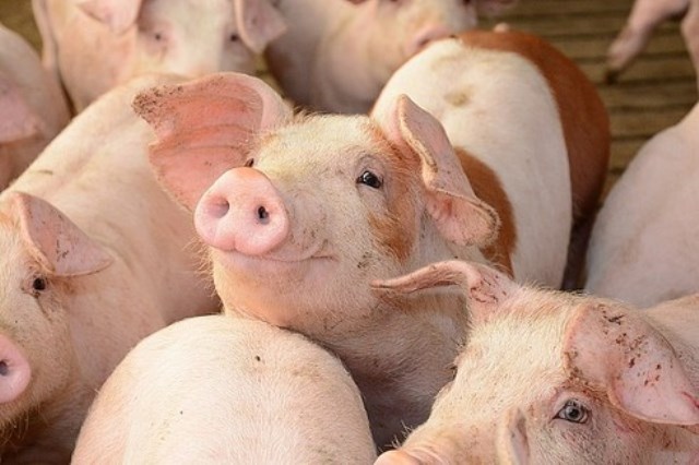 Giá lợn hơi Hà Nội sẽ trở lại mức 50-60.000 đồng/kg?