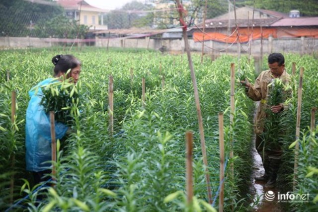 Giá hoa loa kèn Hà Nội giảm 50-60%, người trồng hoa "đau đầu" vì thất thu