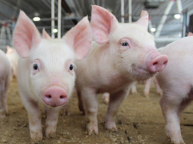 Giá lợn hơi tăng, nguy cơ dịp Tết thiếu thịt?