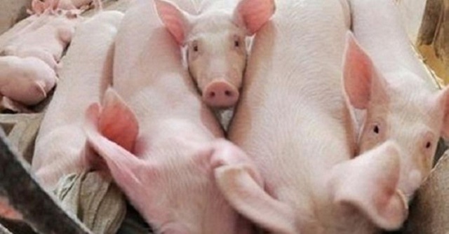 Giá thịt lợn sẽ tăng mạnh từ nay đến Tết