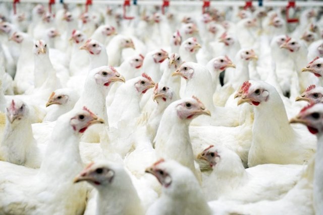 Gà công nghiệp bất ngờ lên mức 40.000 đồng/kg, Tết này giá thịt gà ra sao?