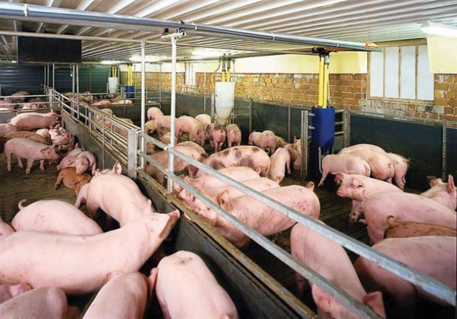 Giá thịt lợn đồng loạt giảm mạnh