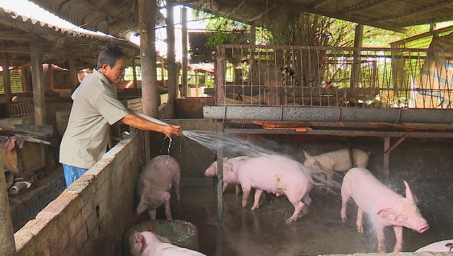 Không có chuyện lợn Trung Quốc nhập khẩu ngược về Việt Nam
