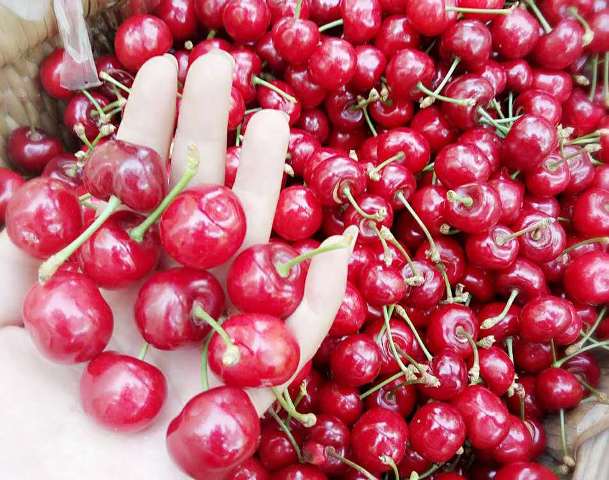 Cherry Trung Quốc 90 ngàn/kg bán tràn lan
