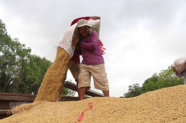Giá gạo Việt Nam lại giảm ở mức thấp nhất trong 2 tháng