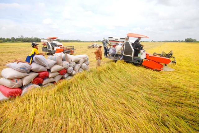 Chiều nay, Chính phủ họp về vấn đề lúa gạo xuống giá