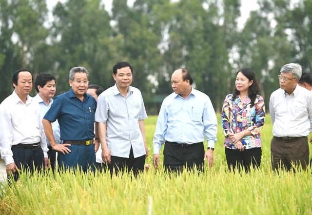 Thủ tướng Nguyễn Xuân Phúc thăm cánh đồng mẫu, trồng các giống lúa mới của Tập đoàn Lộc Trời