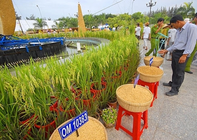 Hơn 800 gian hàng tham gia Festival Lúa gạo Việt Nam lần IV