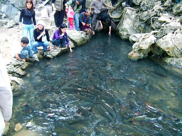 Suối Cá Thần - Nét đẹp văn hóa tâm linh xứ Thanh