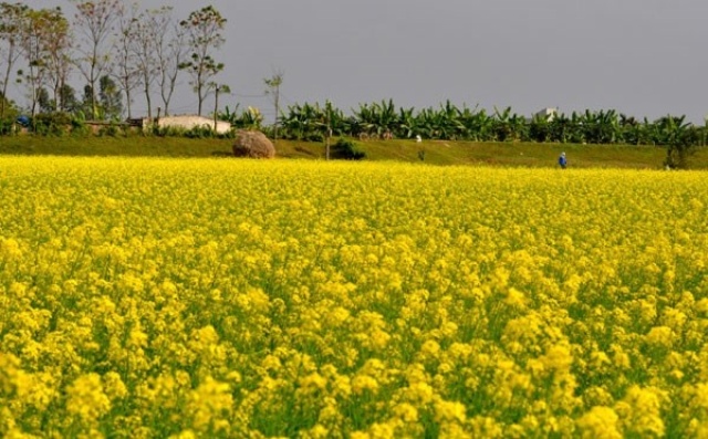 'Săn' ảnh đẹp tại cánh đồng hoa cải vàng rực ở quê lúa Thái Bình