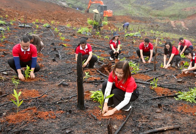 SeABank hỗ trợ trồng gần 671 nghìn cây xanh tại Hà Tĩnh, vượt mục tiêu 01 triệu cây xanh