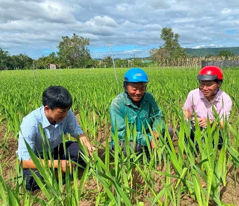 Gia Lai: Tín dụng chính sách tiếp sức tăng trưởng bền vững  trên vùng cao Phú Thiện
