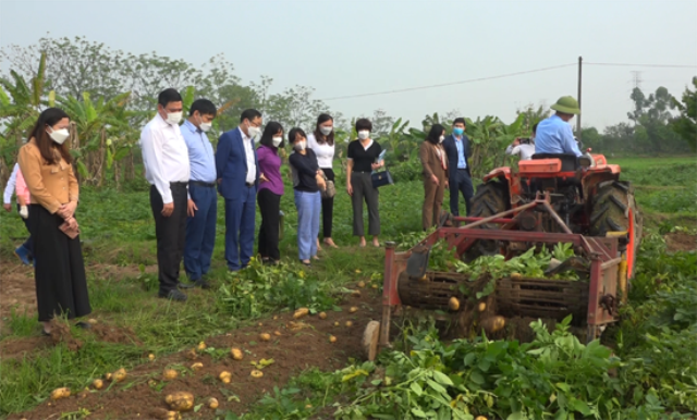 Khoai tây Hương Ngải: Khẳng định chất lượng sản phẩm OCOP 3 sao