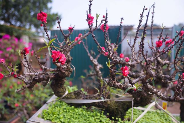 Lễ hội Hoa cây cảnh, sản phẩm OCOP và đặc sản vùng miền năm 2026