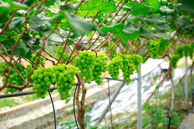 Xã Yên Xuân: Mô hình trồng Nho sữa đem lại hiệu quả kinh tế cao