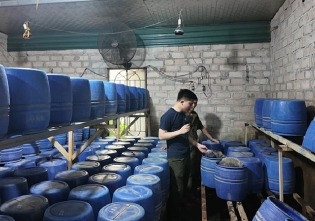 Quảng Ninh: Hàng tấn giá đỗ ngậm chất cấm bị triệt phá