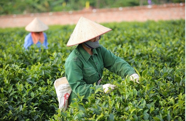 Chè Phú Yên (Yên Bài): Chú trọng chất lượng nâng tầm sản phẩm OCOP 3 sao