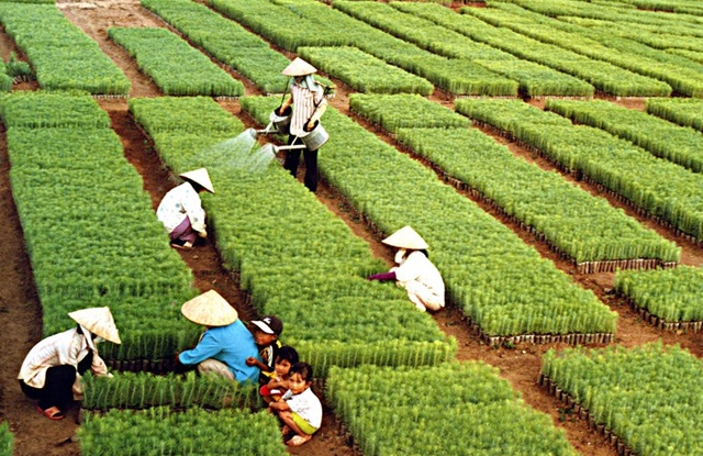 Ngành Nông nghiệp và Môi trường đặt mục tiêu xuất khẩu gần 74 tỷ USD năm 2026