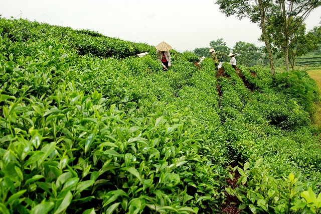 Khuyến công Thái Nguyên đồng hành cùng các cơ sở công nghiệp nông thôn trong việc nâng cao năng lực sản xuất chè