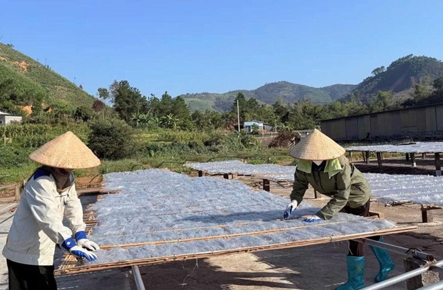 Chính sách khuyến công tạo đà cho miến dong Bình Liêu khẳng định vị thế RISEP quốc gia