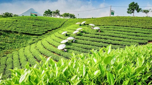 Cơ hội mới phát triển ngành chè Thái Nguyên