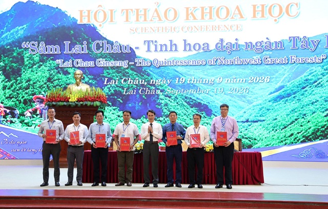 Sâm Lai Châu - "báu vật" đại ngàn Tây Bắc